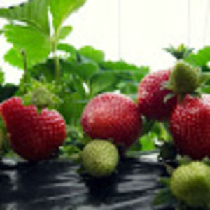 Meet your Posher, Adri